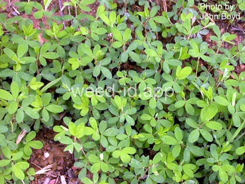 lespedeza, common